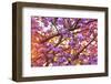 Cherry Blossoms in full bloom at Mill Creek, Seattle, Washington State, USA-Stuart Westmorland-Framed Photographic Print