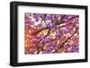 Cherry Blossoms in full bloom at Mill Creek, Seattle, Washington State, USA-Stuart Westmorland-Framed Photographic Print