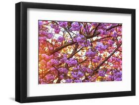 Cherry Blossoms in full bloom at Mill Creek, Seattle, Washington State, USA-Stuart Westmorland-Framed Photographic Print