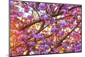 Cherry Blossoms in full bloom at Mill Creek, Seattle, Washington State, USA-Stuart Westmorland-Mounted Photographic Print