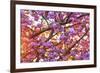 Cherry Blossoms in full bloom at Mill Creek, Seattle, Washington State, USA-Stuart Westmorland-Framed Premium Photographic Print