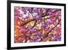 Cherry Blossoms in full bloom at Mill Creek, Seattle, Washington State, USA-Stuart Westmorland-Framed Premium Photographic Print