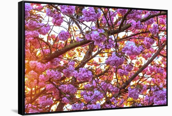 Cherry Blossoms in full bloom at Mill Creek, Seattle, Washington State, USA-Stuart Westmorland-Framed Stretched Canvas