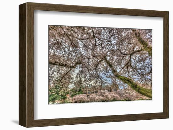 Cherry blossoms in full bloom at University of Washington campus, Seattle, WA.-Stuart Westmorland-Framed Photographic Print