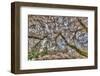 Cherry blossoms in full bloom at University of Washington campus, Seattle, WA.-Stuart Westmorland-Framed Photographic Print