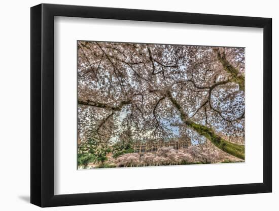 Cherry blossoms in full bloom at University of Washington campus, Seattle, WA.-Stuart Westmorland-Framed Photographic Print