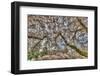 Cherry blossoms in full bloom at University of Washington campus, Seattle, WA.-Stuart Westmorland-Framed Photographic Print