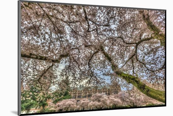 Cherry blossoms in full bloom at University of Washington campus, Seattle, WA.-Stuart Westmorland-Mounted Photographic Print