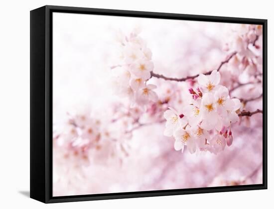 Cherry Blossoms in Full Bloom-landio-Framed Stretched Canvas