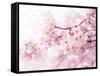 Cherry Blossoms in Full Bloom-landio-Framed Stretched Canvas