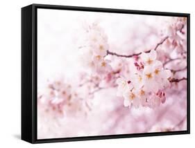 Cherry Blossoms in Full Bloom-landio-Framed Stretched Canvas