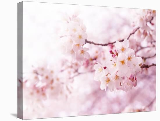 Cherry Blossoms in Full Bloom-landio-Stretched Canvas