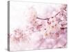 Cherry Blossoms in Full Bloom-landio-Stretched Canvas