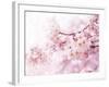 Cherry Blossoms in Full Bloom-landio-Framed Premium Photographic Print