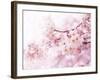 Cherry Blossoms in Full Bloom-landio-Framed Premium Photographic Print