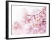 Cherry Blossoms in Full Bloom-landio-Framed Premium Photographic Print