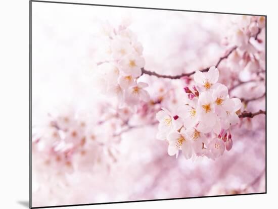 Cherry Blossoms in Full Bloom-landio-Mounted Premium Photographic Print