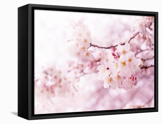 Cherry Blossoms in Full Bloom-landio-Framed Stretched Canvas