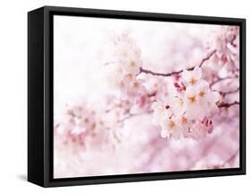 Cherry Blossoms in Full Bloom-landio-Framed Stretched Canvas