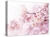 Cherry Blossoms in Full Bloom-landio-Stretched Canvas