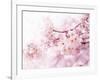 Cherry Blossoms in Full Bloom-landio-Framed Premium Photographic Print