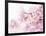 Cherry Blossoms in Full Bloom-landio-Framed Premium Photographic Print