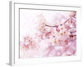 Cherry Blossoms in Full Bloom-landio-Framed Photographic Print