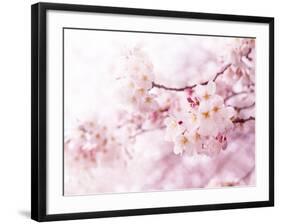 Cherry Blossoms in Full Bloom-landio-Framed Photographic Print