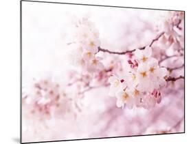 Cherry Blossoms in Full Bloom-landio-Mounted Photographic Print