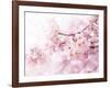 Cherry Blossoms in Full Bloom-landio-Framed Photographic Print