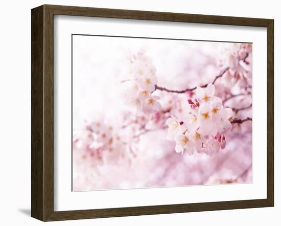 Cherry Blossoms in Full Bloom-landio-Framed Photographic Print