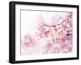 Cherry Blossoms in Full Bloom-landio-Framed Photographic Print