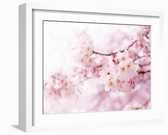 Cherry Blossoms in Full Bloom-landio-Framed Photographic Print