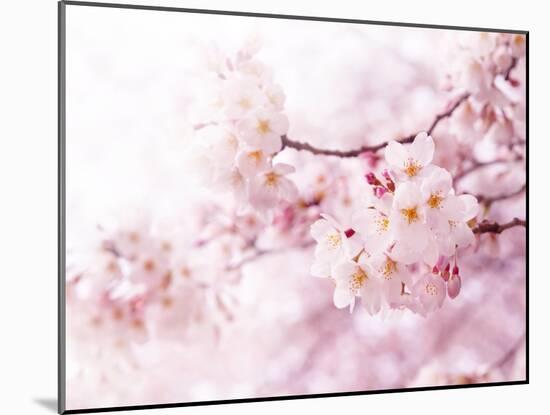 Cherry Blossoms in Full Bloom-landio-Mounted Photographic Print