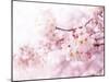 Cherry Blossoms in Full Bloom-landio-Mounted Photographic Print