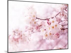 Cherry Blossoms in Full Bloom-landio-Mounted Photographic Print