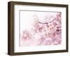 Cherry Blossoms in Full Bloom-landio-Framed Photographic Print