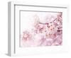 Cherry Blossoms in Full Bloom-landio-Framed Photographic Print