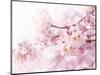 Cherry Blossoms in Full Bloom-landio-Mounted Photographic Print