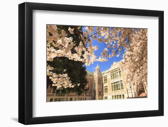 Cherry Blossoms in peak bloom, Spring, University of Washington campus, Seattle, WA, USA-Stuart Westmorland-Framed Photographic Print