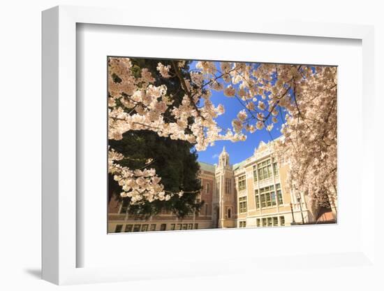 Cherry Blossoms in peak bloom, Spring, University of Washington campus, Seattle, WA, USA-Stuart Westmorland-Framed Photographic Print