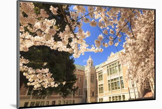 Cherry Blossoms in peak bloom, Spring, University of Washington campus, Seattle, WA, USA-Stuart Westmorland-Mounted Photographic Print
