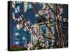 Cherry Blossoms in Small Town America-Wolterk-Stretched Canvas