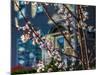 Cherry Blossoms in Small Town America-Wolterk-Mounted Photographic Print