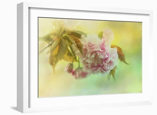 Cherry Blossoms in Spring-Jai Johnson-Framed Giclee Print