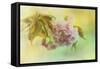 Cherry Blossoms in Spring-Jai Johnson-Framed Stretched Canvas