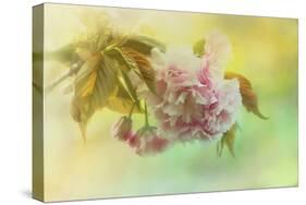 Cherry Blossoms in Spring-Jai Johnson-Stretched Canvas