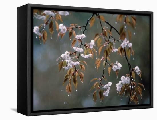 Cherry Blossoms in the Rain-null-Framed Stretched Canvas