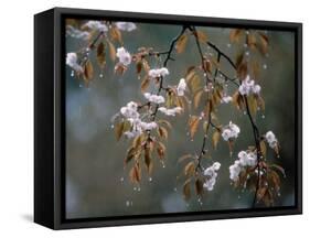 Cherry Blossoms in the Rain-null-Framed Stretched Canvas