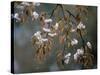 Cherry Blossoms in the Rain-null-Stretched Canvas